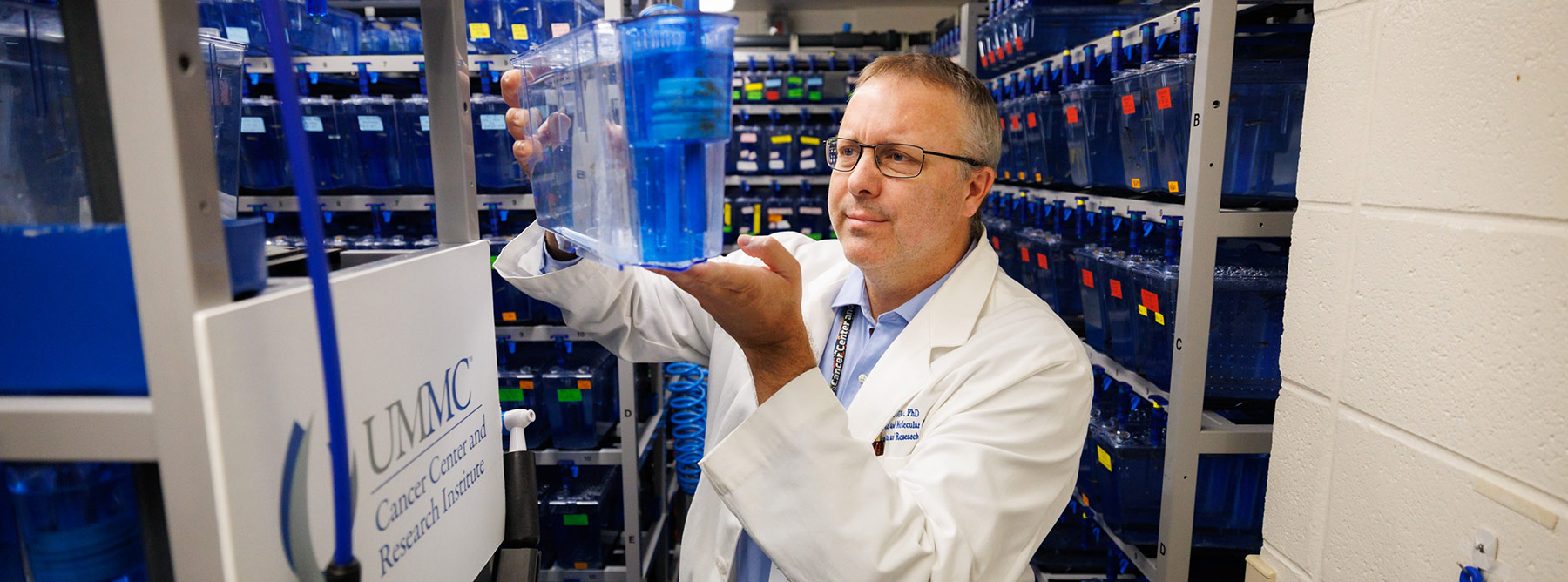 researcher observing a tank of zebrafish